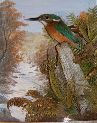 Kingfisher Autumn[1] [640x480].JPG